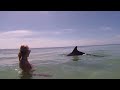 Moreton Dolphin Swim