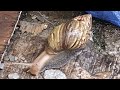 Crawling snail looking for food and drinking water #snail #shortsviral