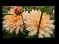 BEAUTIFUL DAHLIAS