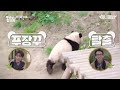 Why Fu Bao Got Smacked