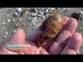 Cowrie Score on N. Hutchinson Island