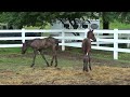 Introducing orphan foals to new horses