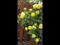 For Mom, yellow roses