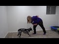 Take a Bow: Teach Your Dog to Bow (step-by-step guide)