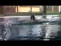 Funny Human Dog in Pool