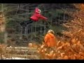 Flying Girl In Russian Wood - Stabilized And Enhanced