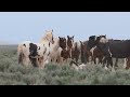 The Mighty Wild Stallion Thor of McCullough Peaks in Wyoming by Karen King