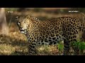 Hiding in the Shadows | The Real Black Panther | National Geographic Wild UK