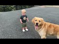 Golden Retriever Reacts To Angry Goat!!