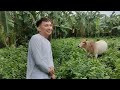 EP.39 KATAKAS NG PINAHIRAPAN SA CONTRATA AT VLOG SI KALAWANG NGA PALA! #buhayprobinsya