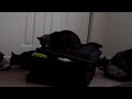 Jinx and Vlad fighting over my bag