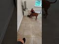 Dog vs Roomba