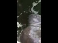 Wild Manatee Drinks from a Hose