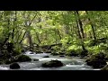Soothing River Sounds, Ultimate stress Relief and Insomnia Cure