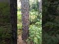 Thornless Blackberry Harvest is Early South Mississippi #southmississippi #blackberry #davidgaines