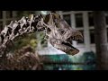 Dinosaurs II : Sauropods - Diplodocidae