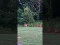My ferocious Vizsla stalked a deer