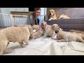 Golden Retriever Dad Meets His Puppies for the First Time