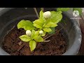 how to care for Jasmine plant/Jasmine plant care tips in tamil