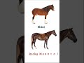 Horse Breeds Names ll Part- 02 #horsenames #horses #horsebred #horsebreeds #horsebreedsname