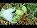 Few people know this. How to trim the leaves of tomatoes in the open field or greenhouse for harvest