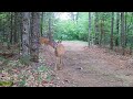 Deer at camp