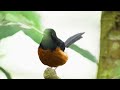 Calming Bird Sounds - Relaxing Space with Natural Sounds, Beautiful Bird Singing, Sleep and Study