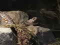 Snake Yawning