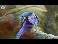 The Most Beautiful Parrots in the World ⎪ Amazing Relaxing Piano Music ⎪ Beautiful Birds Sound