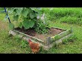 Part 2 letting the hens enjoy the grass and flies and snales