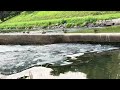 Visiting The Most Beautiful River in Ostrava, Ostravice River4K)/relaxing nature scenes/natural view