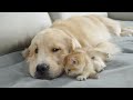 [I Won't Leave!] Kittens Who Always Want To Sleep With Golden Retriever