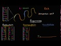 DNA replication and RNA transcription and translation | Khan Academy