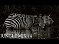 JUNGLE MIX 14