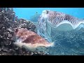 Giant cuttlefish: Fighting, Mating and Egg laying