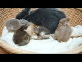 Five colors of baby rabbits compete for milk [Netherland Dwarf]