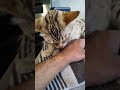 Muezza being cute as usual❤️#trending #viral #bengal #cat #cats #catlover #catvideos #animal #pets