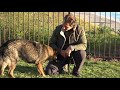Teach Your Dog to STAND - Dog Training Video - Robert Cabral - the STAND Command
