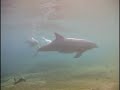 Incredible Dolphin Birth at Dolphin Quest Hawaii