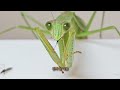 Praying Mantis's Mosquitoes Mukbang!