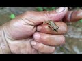 Catch unique little beetles‼️hunting baby chameleons, grass lizards, bomber beetles, crabs and frogs