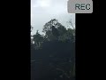 3 Magpie Bloopers ￼while recording