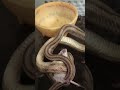 Warning Live Snake Attack on Live Mouse