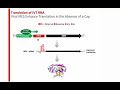 Leveraging the Power of In Vitro Transcription