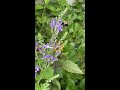 Bombus impatiens female on Scutellaria incana