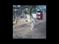 😍😸 Best Cats and Dogs Videos 😸🐱 Funny Animal Moments 2024 #17