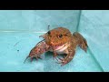 Asian Bullfrog Tries To Fight With Mouse and Big Tree Lizard !! Mr LuckyFrog