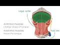 Muscles of the tongue (preview) - Human Anatomy | Kenhub