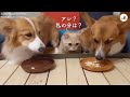 (ENG sub)Are the Dogs and Cat Doing a Ritual or What? [PECO TV]