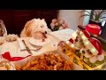 puppy enjoys Christmas Eve dinner